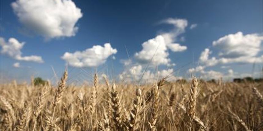 Zemlja, pšenica, foto: Cropix