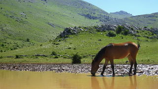 Velebit: Konji u Libinju