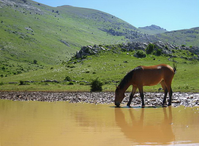 Velebit: Konji u Libinju
