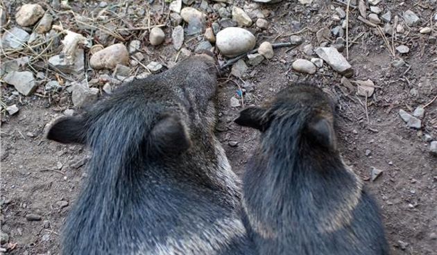 Divlje svinje, Foto: Hina