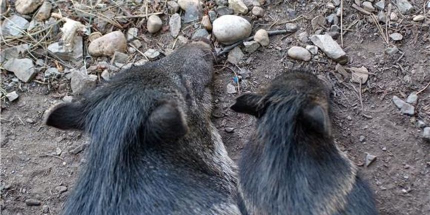 Divlje svinje, Foto: Hina