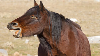 Velebitski divlji konji, Foto: Leo Banić