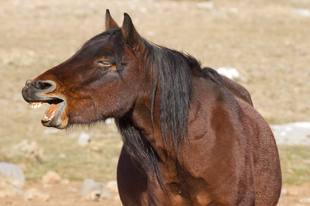 Velebitski divlji konji, Foto: Leo Banić
