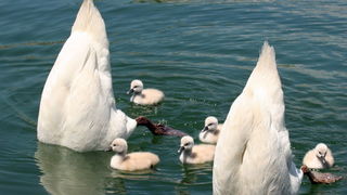 Labudovi na Vranskom jezeru, Foto: Ivana Zubak