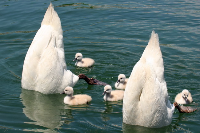 Labudovi na Vranskom jezeru, Foto: Ivana Zubak