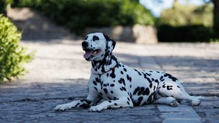 Red Carpet Dalmatian Walk @Trg pet bunara Red Carpet Dalmatian Walk @Trg pet bunara