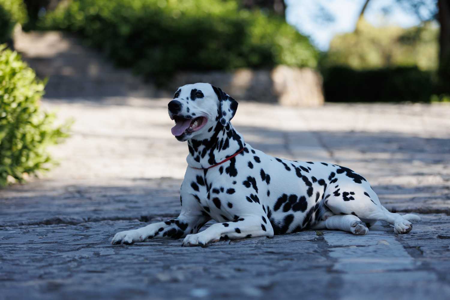 Red Carpet Dalmatian Walk @Trg pet bunara Red Carpet Dalmatian Walk @Trg pet bunara