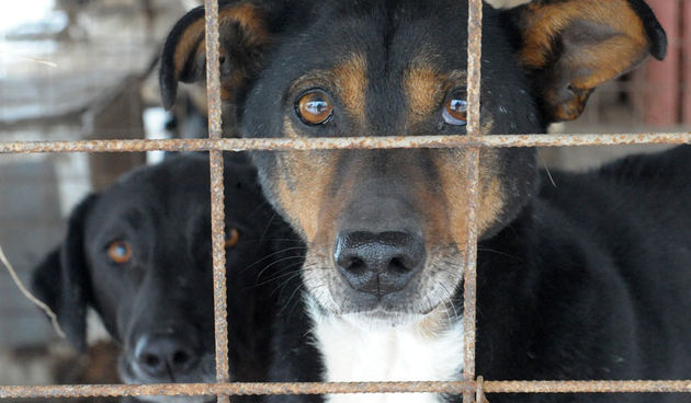 Azil za pse, foto: novosti.hr