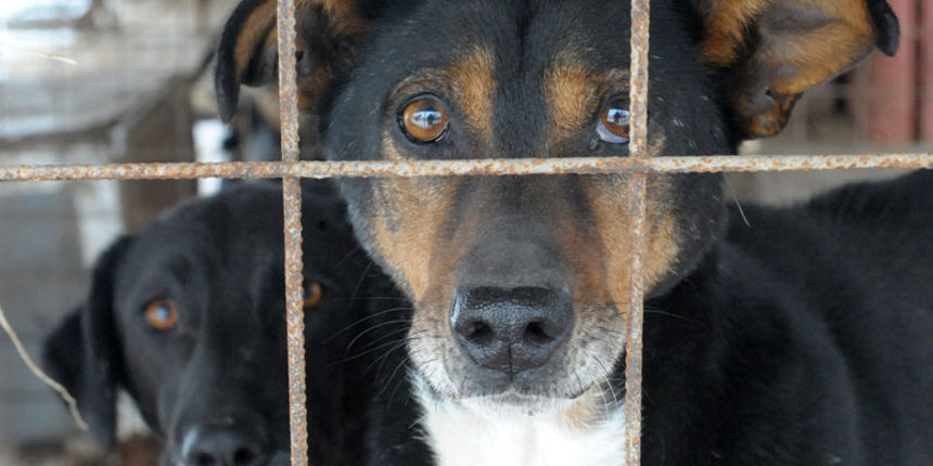 Azil za pse, foto: novosti.hr Azil za pse, foto: novosti.hr