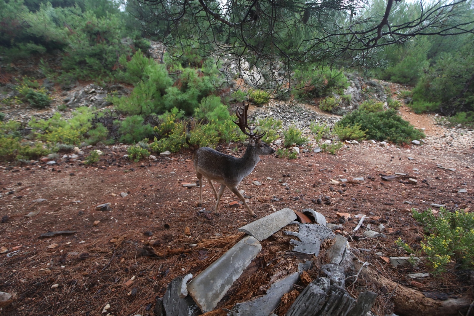 Sv. Grgur: Otok koji je nekad bio zatvor za žene Sv. Grgur: Otok koji je nekad bio zatvor za žene