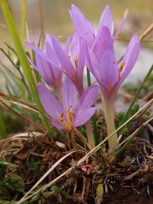 Svilaja, 18 rujna 2010