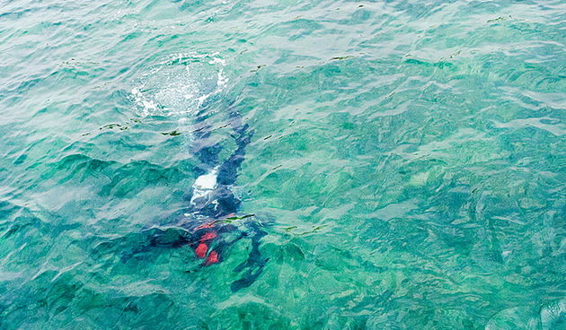 Bibinje: Akcija ciscenja podmora i priobalja, Foto: Leo Banic