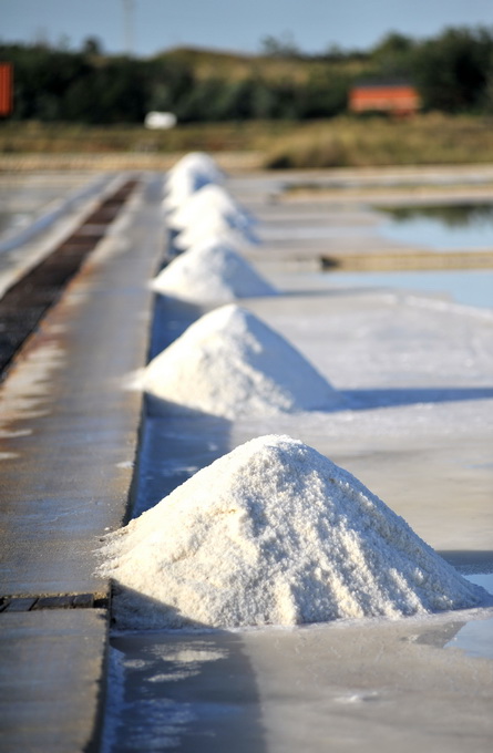 Danas je u Ninu održana berba Cvijeta soli u kojoj su sudjelovali Mate Janković, poznati hrvatski chef, Damir Oštrić, direktor Solane Nin i Marija Dejanović, direktorica Turističke zajednice grada Nina