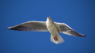 Zadarski galebovi (foto:Saša Čuka)