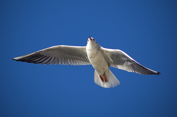 Zadarski galebovi (foto:Saša Čuka)