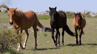 Velebitski divlji konji, Foto: Leo Banić