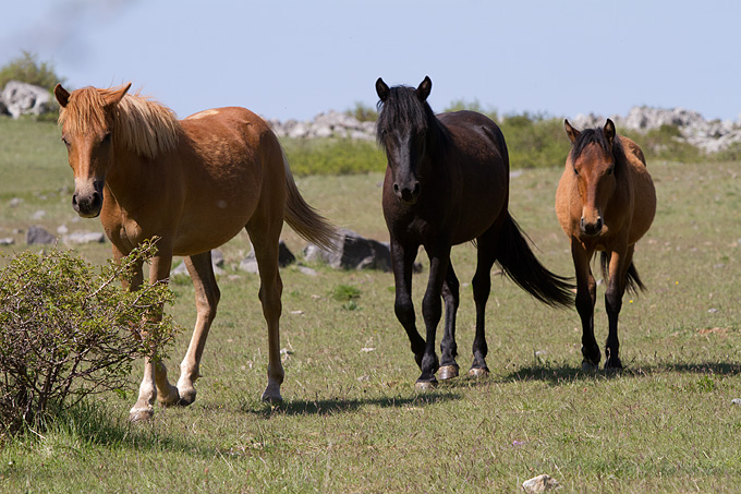 Velebitski divlji konji, Foto: Leo Banić