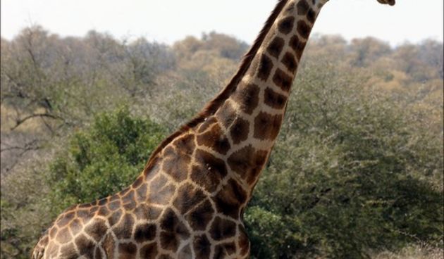 Žirafa, foto: cuddlejungle.com