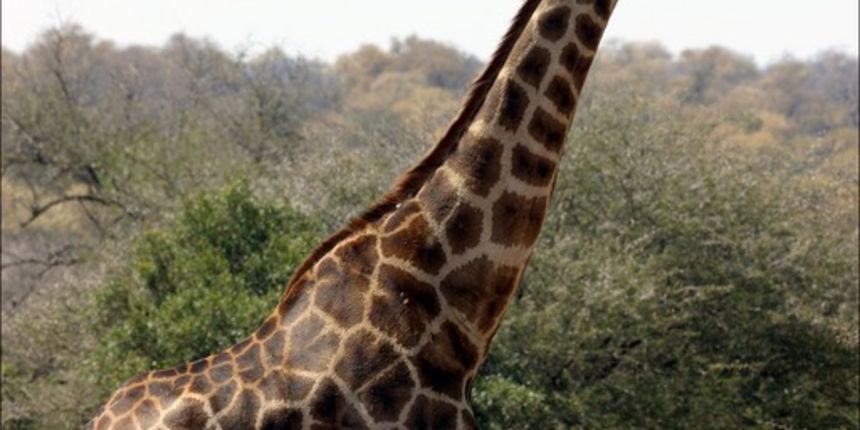 Žirafa, foto: cuddlejungle.com