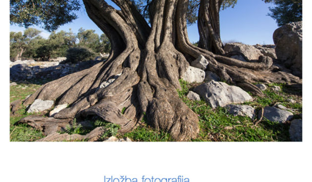 Biograd na moru: Otvorena izložba fotografija “Lunjske masline”