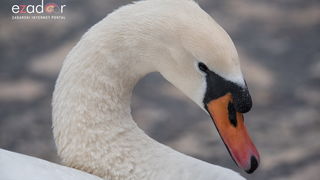 Zimska idila u Parku prirode Vransko jezero Zimska idila u Parku prirode Vransko jezero