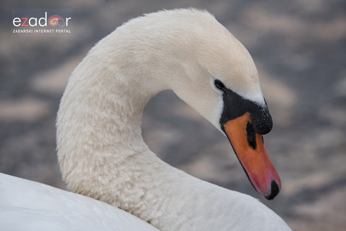 Zimska idila u Parku prirode Vransko jezero Zimska idila u Parku prirode Vransko jezero