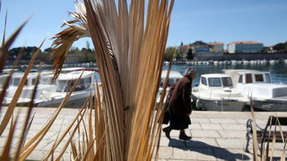 Zadar, 100412.
Palme na Obali kneza Branimira osusile su se , sto je posljedica ovogodisnje natprosjecno hladne i snijezne zime. Uskoro ce radnici Nasada pozutjelo lisce odrezati, sto ce olaksati rast zelenih mladica.
Foto: Jure Miskovic / CROPIX