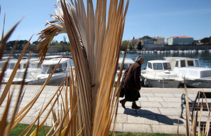 Zadar, 100412.
Palme na Obali kneza Branimira osusile su se , sto je posljedica ovogodisnje natprosjecno hladne i snijezne zime. Uskoro ce radnici Nasada pozutjelo lisce odrezati, sto ce olaksati rast zelenih mladica.
Foto: Jure Miskovic / CROPIX