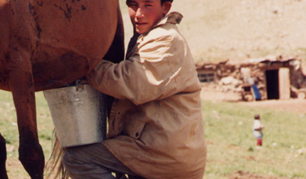 Mužnja kobile (Foto: nsula.edu)