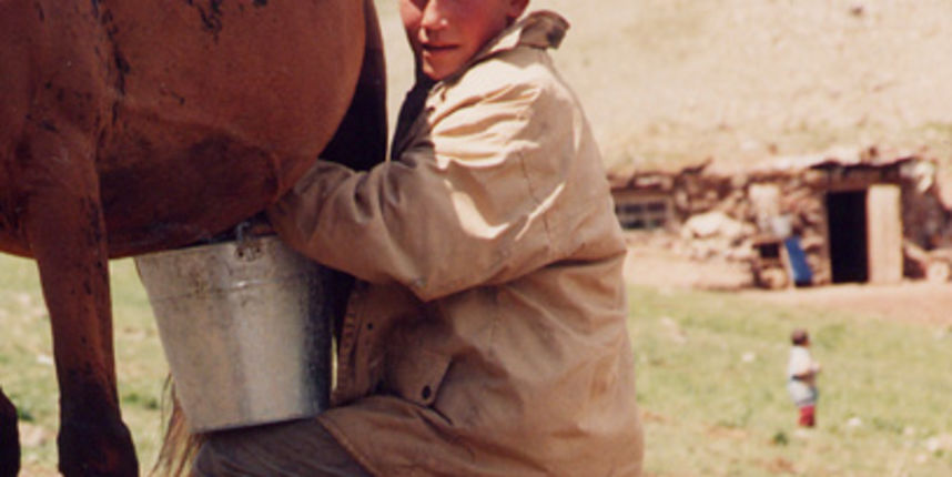 Mužnja kobile (Foto: nsula.edu) Mužnja kobile (Foto: nsula.edu)