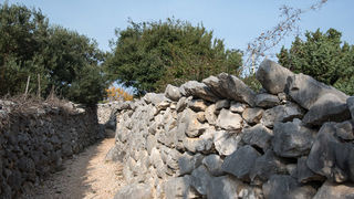 Berba maslina u Lunu, foto: V. Pesic