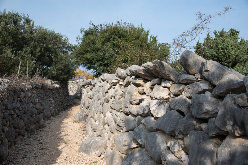 Berba maslina u Lunu, foto: V. Pesic