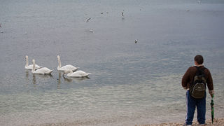 Labudovi u Bibinjama 10. siječnja 2013, Foto: Leo Banić