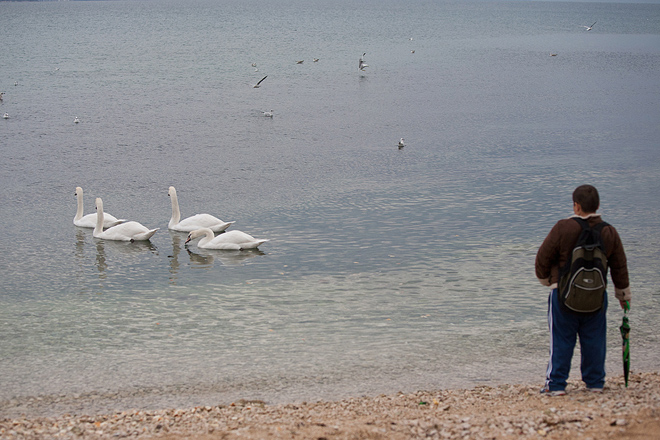Labudovi u Bibinjama 10. siječnja 2013, Foto: Leo Banić