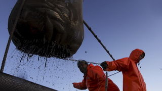 Zadar, 211009.
Brod Bruno tvrtke Dalmacija ribolov iz Zadra dva je dana lovio srdele  u akvatoriju Losinja i Dugog otoka.
Foto: Vladimir Ivanov / CROPIX