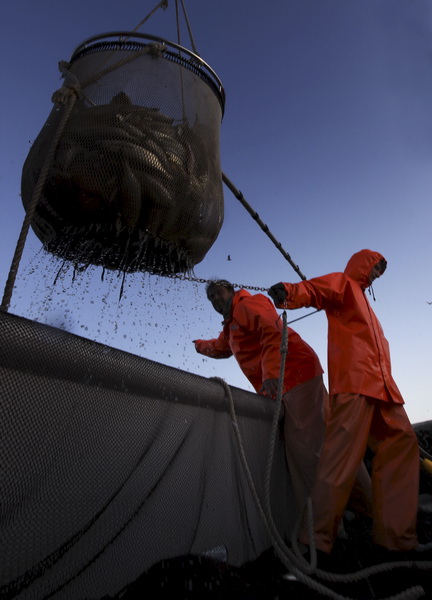 Zadar, 211009.
Brod Bruno tvrtke Dalmacija ribolov iz Zadra dva je dana lovio srdele  u akvatoriju Losinja i Dugog otoka.
Foto: Vladimir Ivanov / CROPIX
