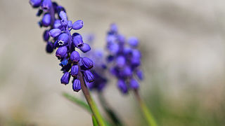 Izlet u Libinje 6. travnja 2011, Foto: Leo Banic