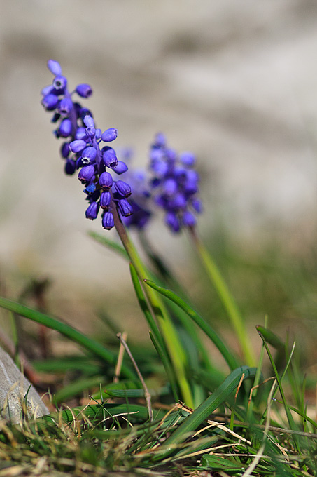 Izlet u Libinje 6. travnja 2011, Foto: Leo Banic