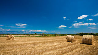 Zlatno žito Dalmacije, slama, foto: Leo Banić