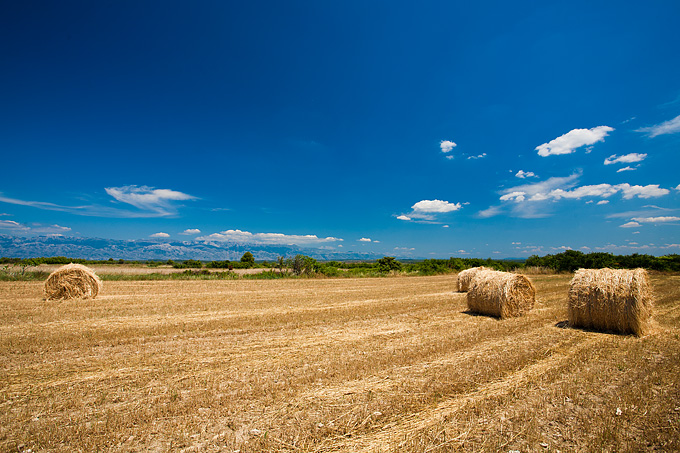 Zlatno žito Dalmacije, slama, foto: Leo Banić