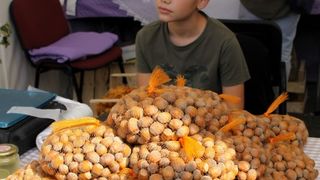 Jesen u Lici Jesen u Lici