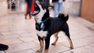 Đir po gradu, subotnja špica 23. ožujka 2019.