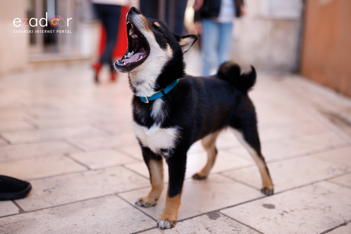 Đir po gradu, subotnja špica 23. ožujka 2019.