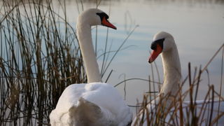 Đir uz Vransko jezero, Foto: Iva Perinić Đir uz Vransko jezero, Foto: Iva Perinić