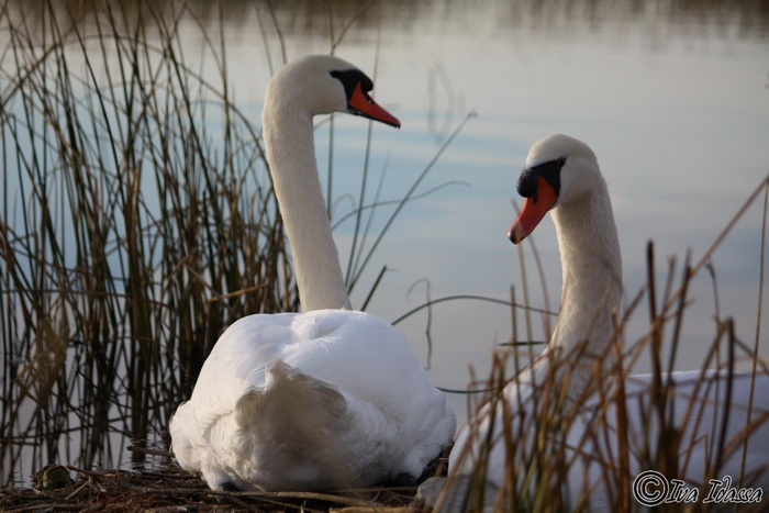 Đir uz Vransko jezero, Foto: Iva Perinić Đir uz Vransko jezero, Foto: Iva Perinić