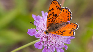 Cvijeće, bube, pauk, foto: Leo Banić