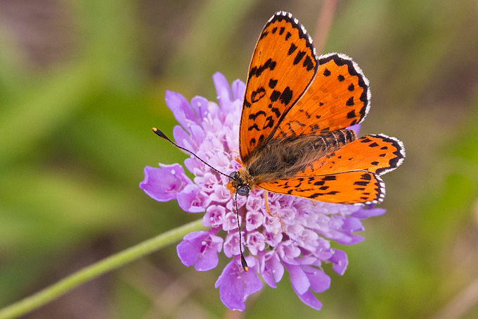 Cvijeće, bube, pauk, foto: Leo Banić