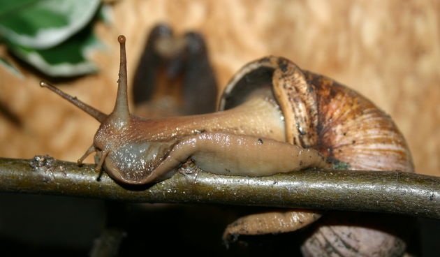 ​Divovski puž u zagrebačkom Životinjskom kutku!