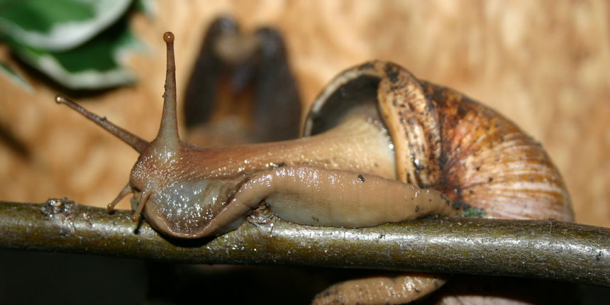 Divovski puž u zagrebačkom Životinjskom kutku! Divovski puž u zagrebačkom Životinjskom kutku!