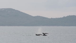 Zadar, 101211
Oni koji su se danas u pravo vrijeme nasli na zadarskoj rivi mogli su uzivati gledajuci jato od 6-7 dupina kako lovi ribu. Naime, u popodnevnim satima, zajedno s ribarima koji su krenuli u lov na lignje pojavili su se dupini i zadrzali se na